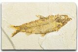 Detailed Fossil Fish (Knightia) - Wyoming #346957-1